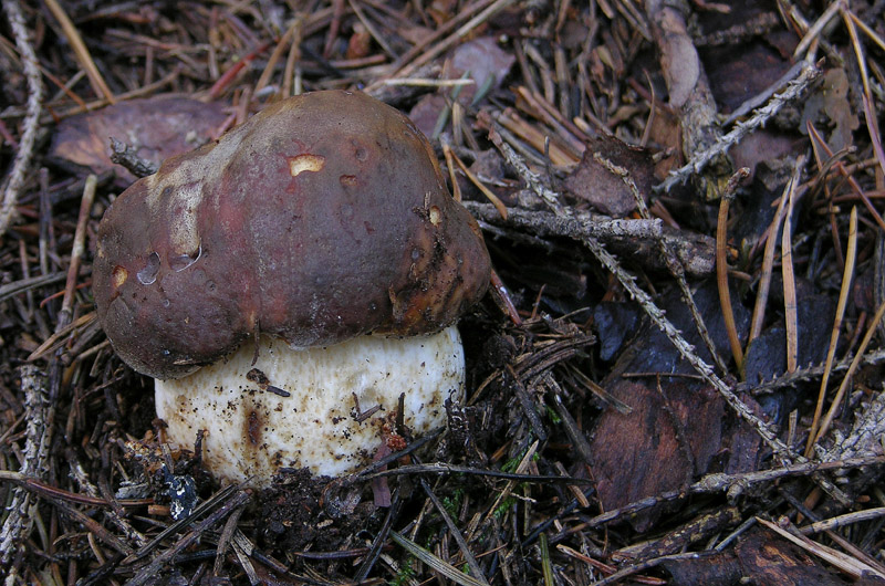Nei boschi del mauretto..quando il gatto non c''�...